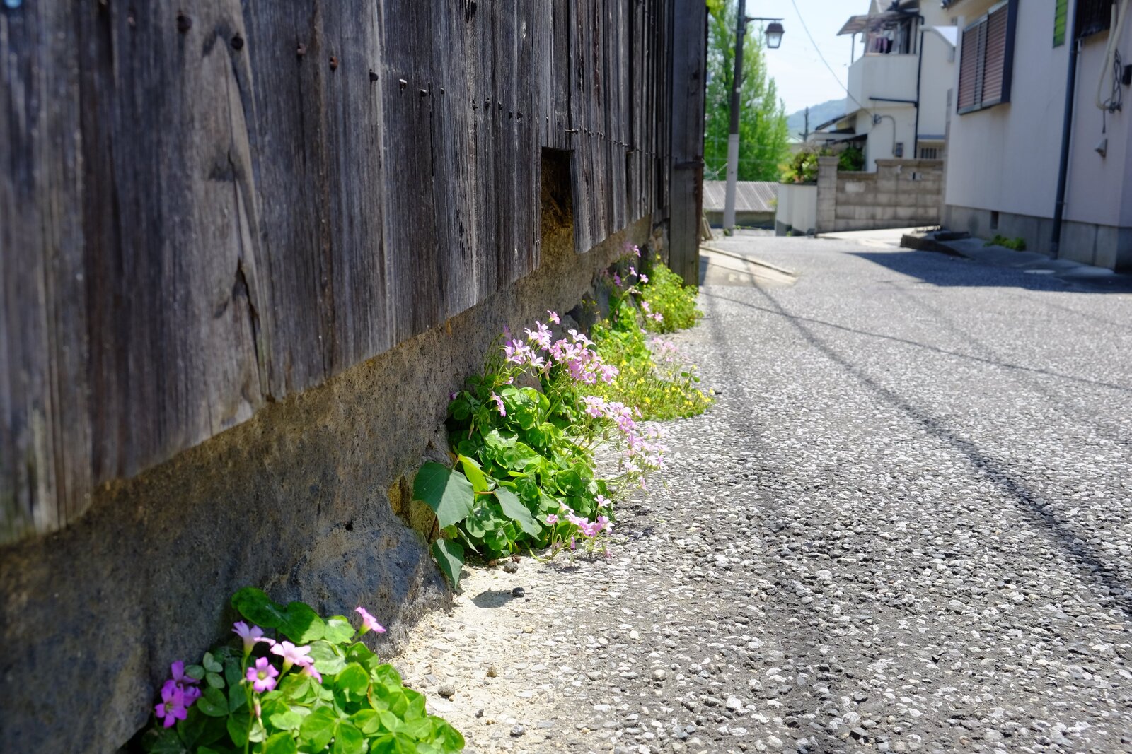 Flowers blooming in an alley in Jinaimachi