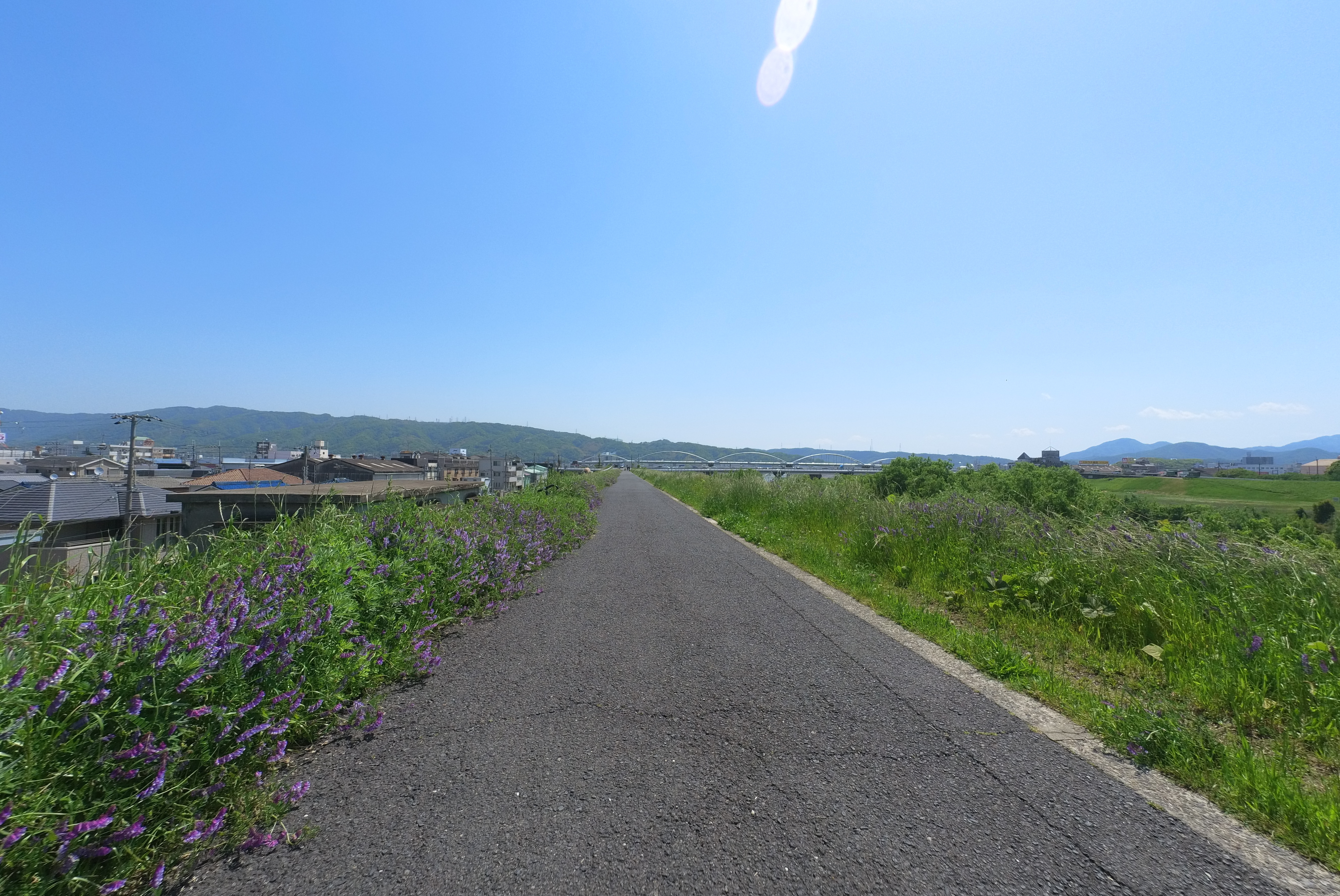 Cycle road with small purple flowers blooming