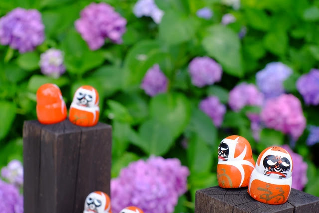 hydrangeas-and-daruma